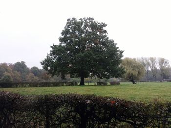 Trees on field against clear sky