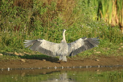 Bird flying over lake