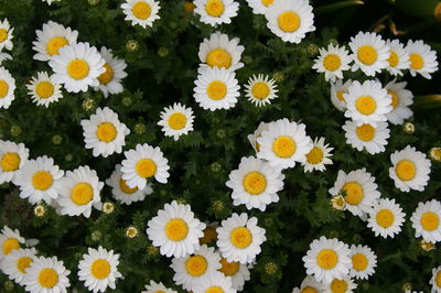 High angle view of daisies in park