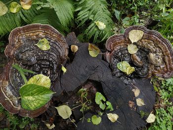 High angle view of leaves on tree stump in forest