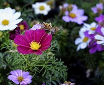 Close-up of honey bee on purple flowers