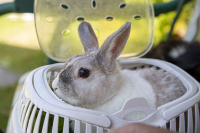 Gray decorative rabbit sitting in a carrier. easter rabbin bunny. easter animal