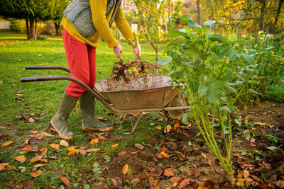 Woman putting freshly lifted dahlia tubers ready to be washed into a wheelbarrow. 