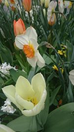 Close-up of white flower