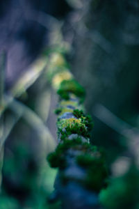 Close-up of moss growing on tree