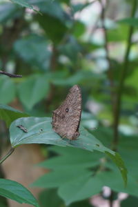 Butterfly on leaf