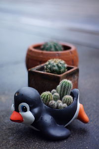 High angle view of succulent plant on table