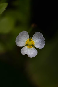 Close-up of white flowering plant