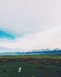 Scenic view of field against sky