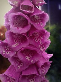 Close-up of pink rose