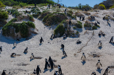 High angle view of people on beach