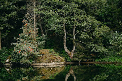 Lakeside trees and reflection