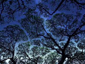 Low angle view of trees against sky