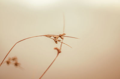 Close-up of spider