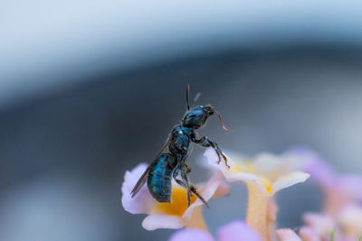 Close-up of insect on flower