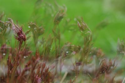 Close-up of flowering plant on field