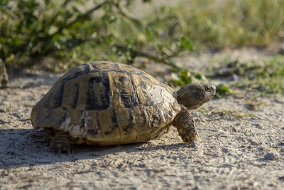 Wild and free hermann's tortoise, testudo hermanni crawling outdoors in bulgaria.