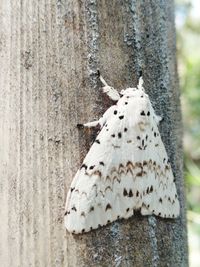 Close-up of a tree trunk