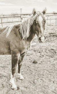 Horse standing on sand