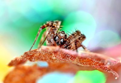 Close-up of spider