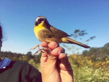 Close-up of a hand holding bird