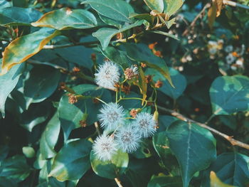 Close-up of flowers