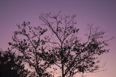 Low angle view of flowering tree against clear sky