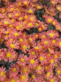 Full frame shot of flowering plants