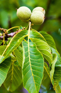 Close-up of fresh green plant