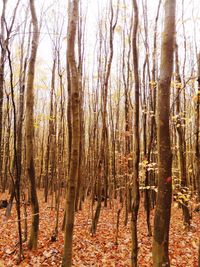 View of trees in forest