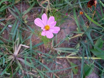 High angle view of pink crocus flower on field