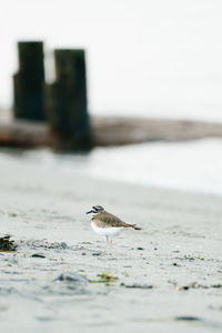 Portrait of a killdeer bird on a puget sound beach in greater seattle