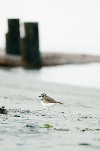 Close-up of seagull on beach