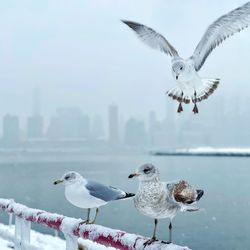 Seagulls flying against the sky