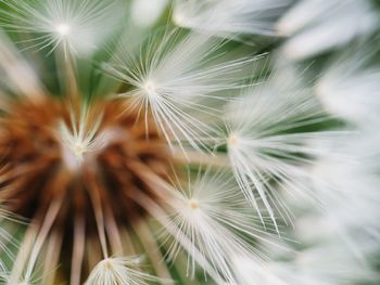 Close-up of dandelion on plant