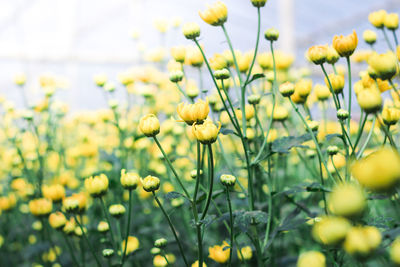 Close-up of yellow flowering plants on field