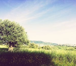 Scenic view of field against sky