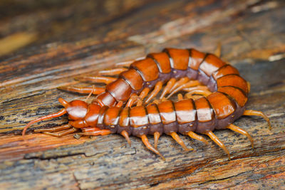 Close-up of insect