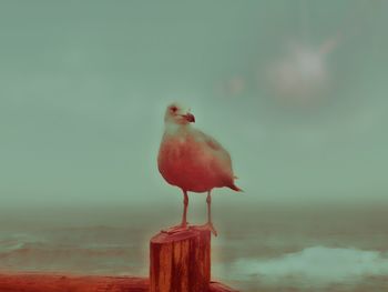 Close-up of seagull perching on wooden post against sky