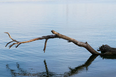 High angle view of driftwood in lake