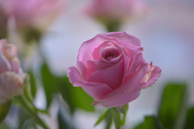 Close-up of pink rose