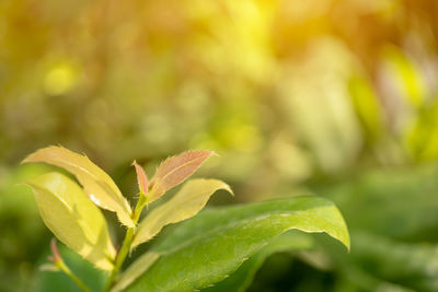 Close-up of green leaves