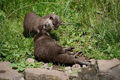 Otters play in the grass