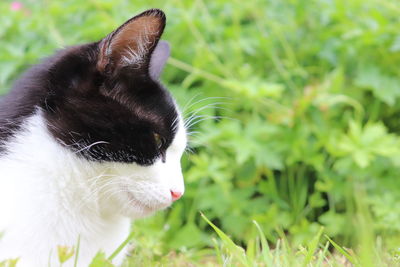 Close-up of a cat