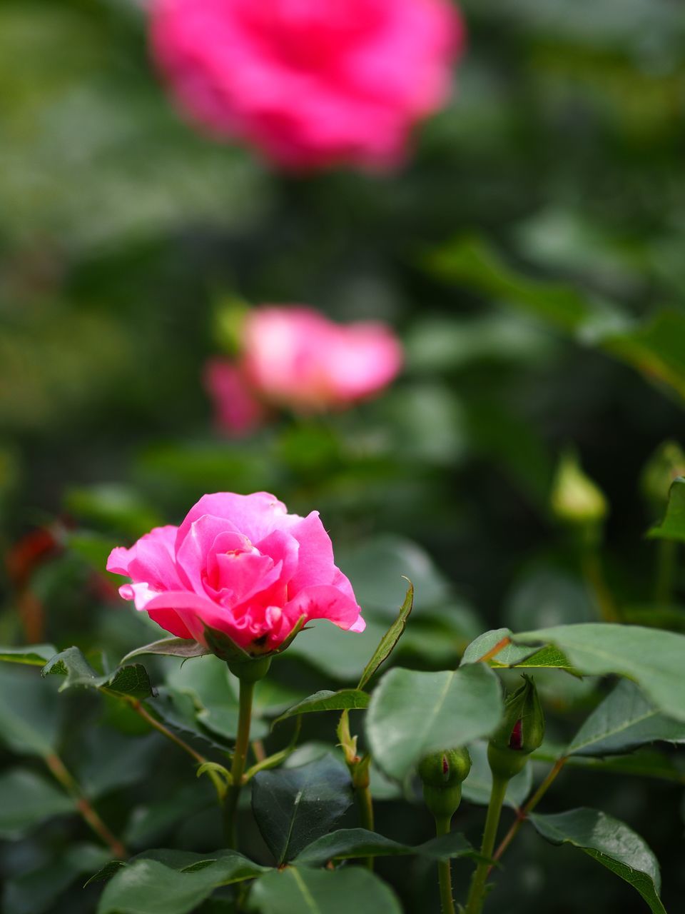 flower, flowering plant, plant, pink color, petal, freshness, beauty in nature, vulnerability, fragility, flower head, rose, inflorescence, close-up, growth, rose - flower, nature, plant part, leaf, no people, day, outdoors