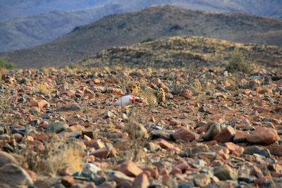 Surface level of stones