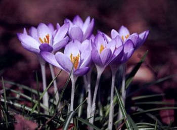 Close-up of purple crocus flowers on field