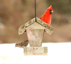 Close-up of bird perching on wood