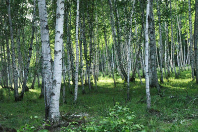 Trees in forest