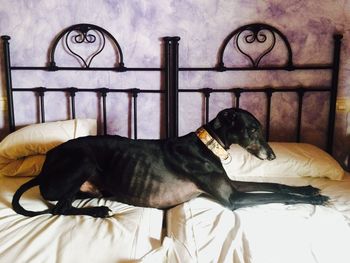 Dog relaxing on bed at home